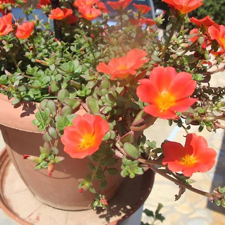 Вилла Bettina 1st Floor *