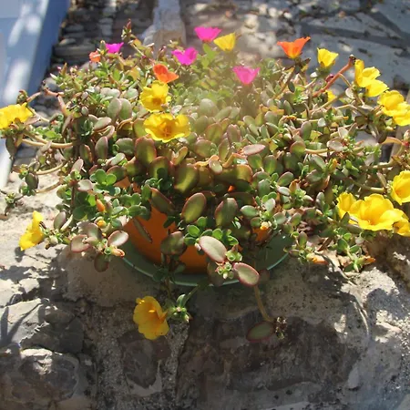 Bettina 1st Floor Вилла Афионас